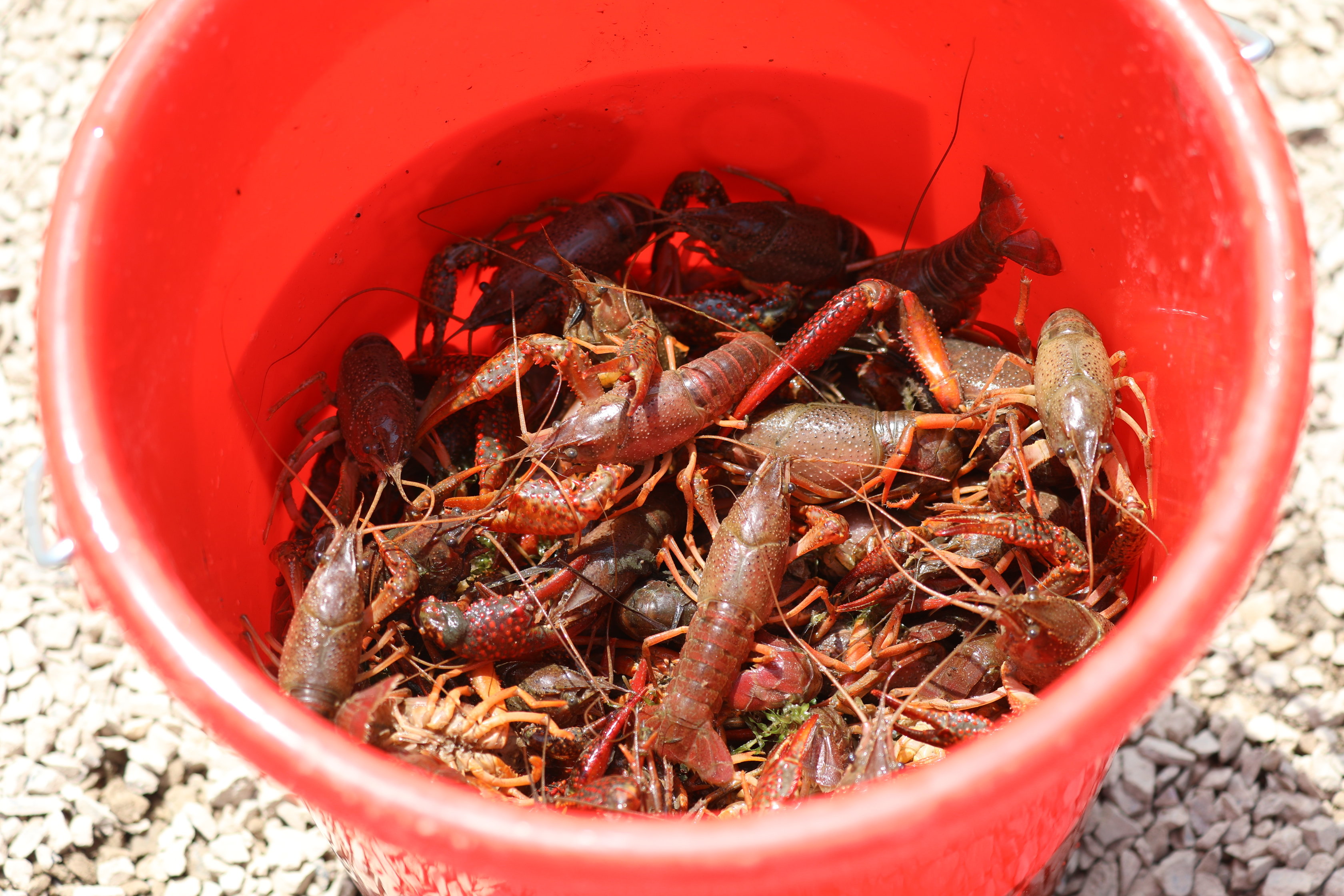 宁海这个乡村“五一”龙虾钓得欢！