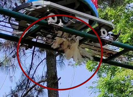 △游客拍到被碾死的白孔雀