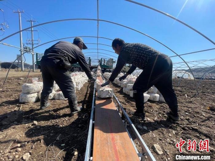 工人们将灵芝椴运送至棚内 苍雁 摄