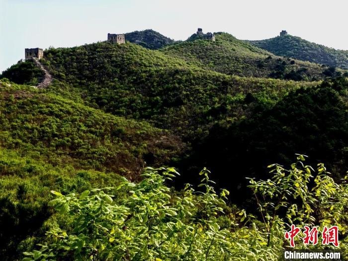 图为城子峪长城。 张鹤珊 摄