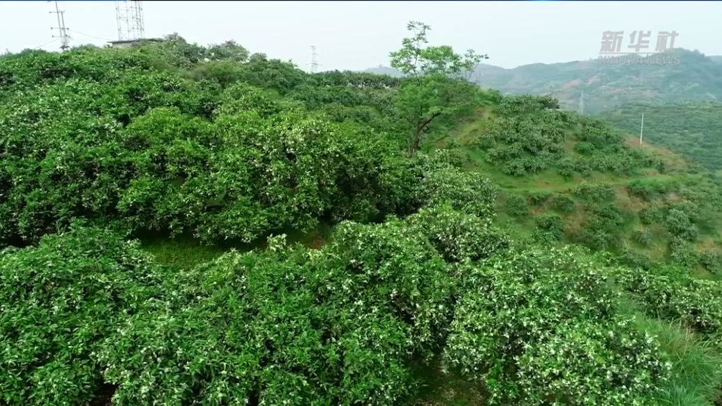 湖南麻阳：橘花盛开香满城