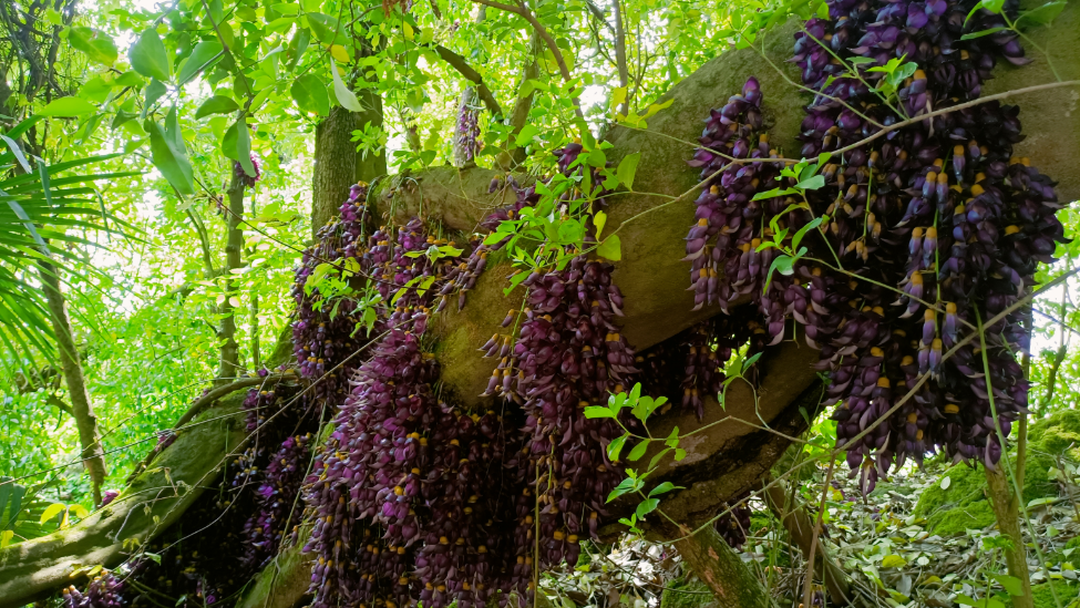 500岁巨型“藤王”开花，与六七棵树缠绕宛如“巨龙”