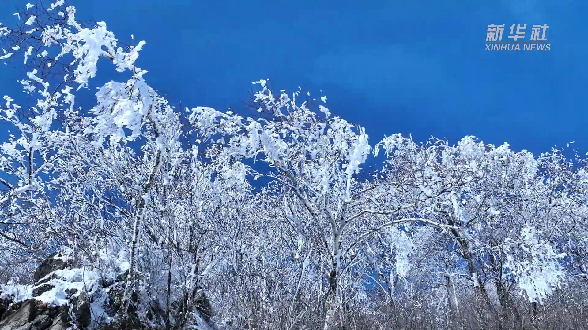 黑龙江五月现雾凇美景