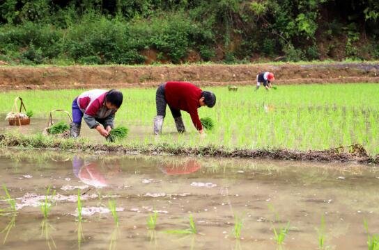 吉安安福县：山区种植再生稻 种粮效益大提高
