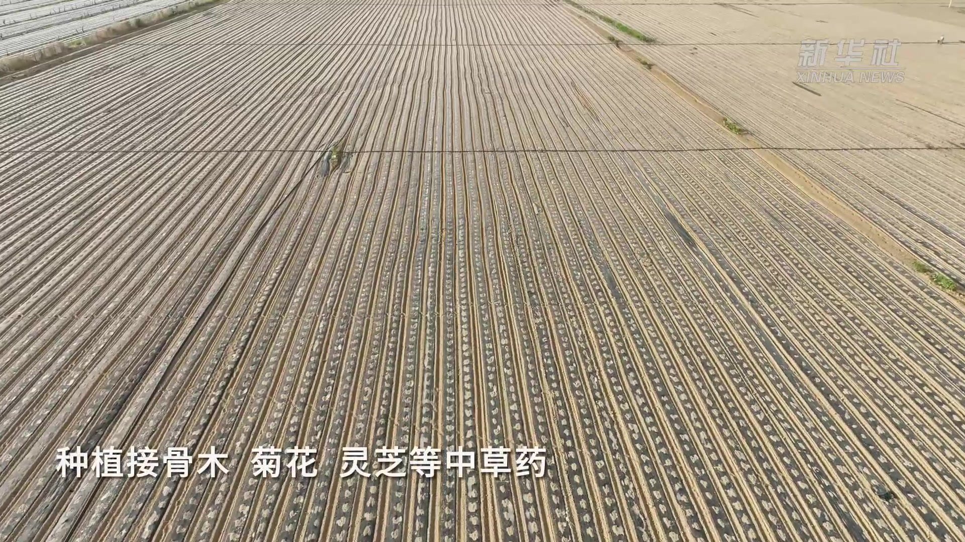 河北任丘：特色中草药种植 助力乡村振兴