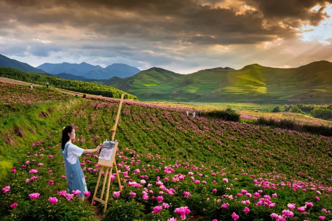 古浪县饱含红韵的芍药