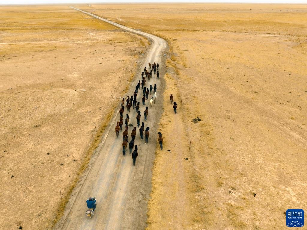 5月3日,在阿克塞县阿伊纳乡海子草原,牧民赶着马群进行转场(无人机