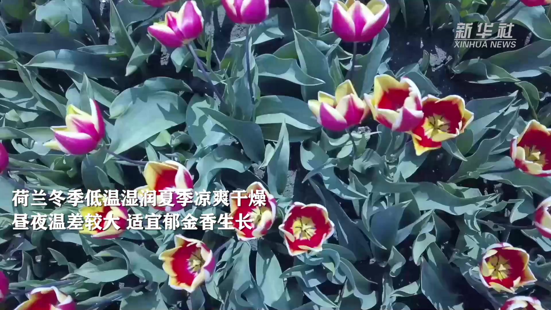 荷兰：郁金香季  鲜花怒放