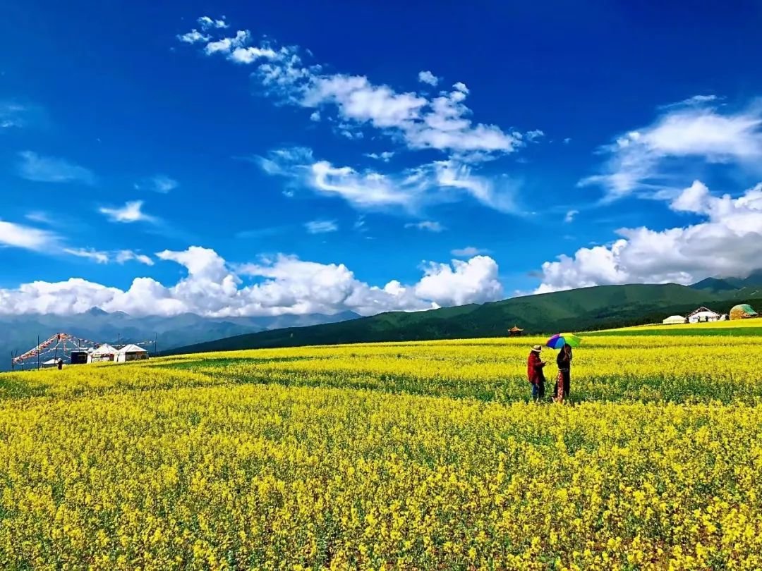 武威大红沟村:油菜花田的藏式帐篷