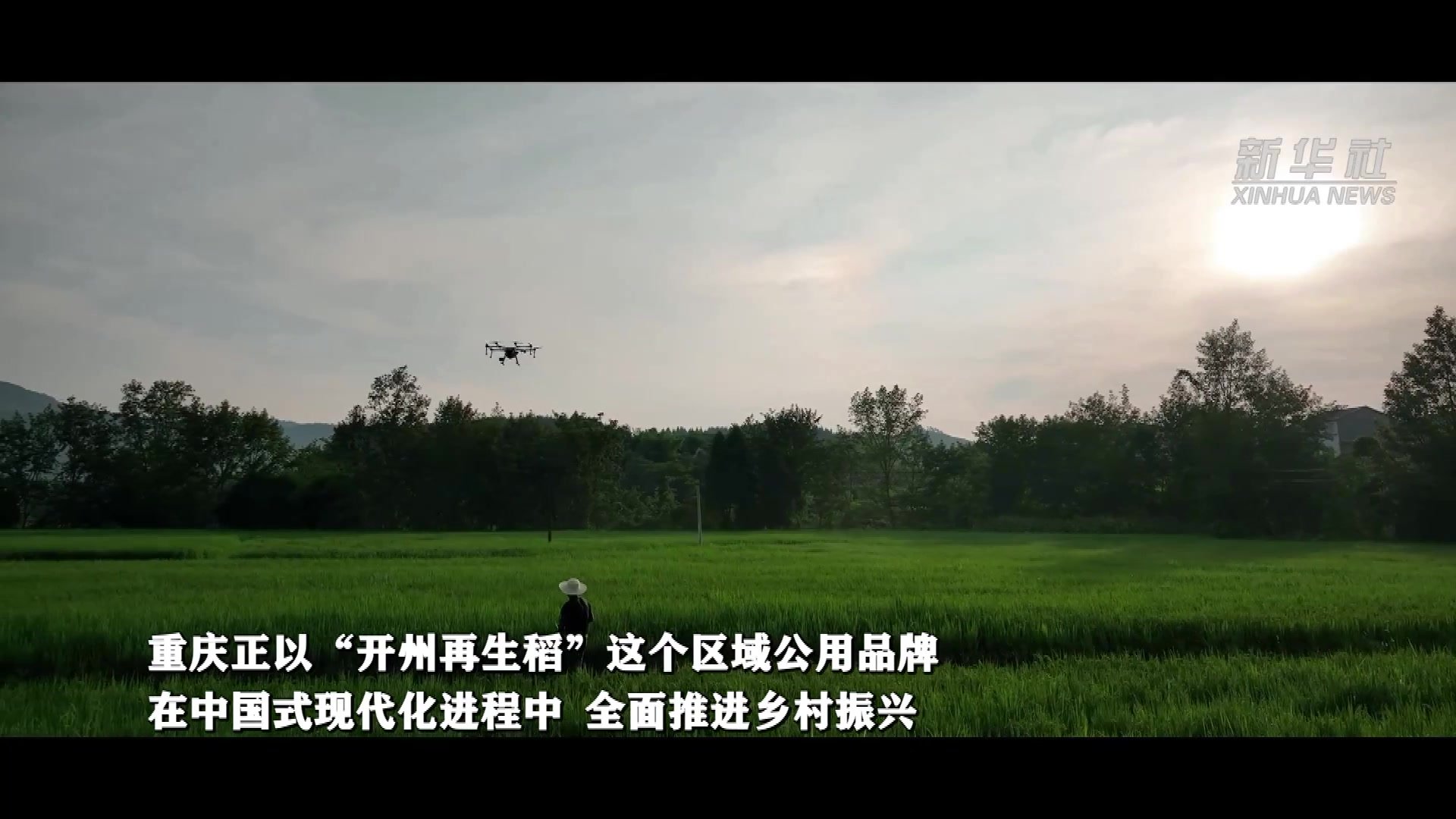 重庆开州：50万亩再生稻完成栽种 致敬这片土地上的劳动者