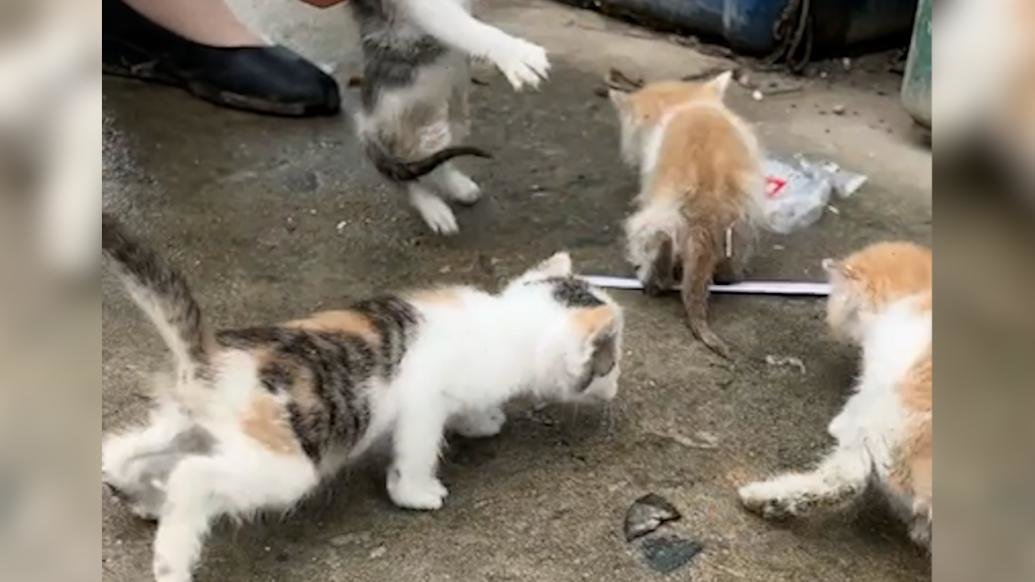 听见垃圾桶内有猫叫声，女子翻垃圾救出4只小猫