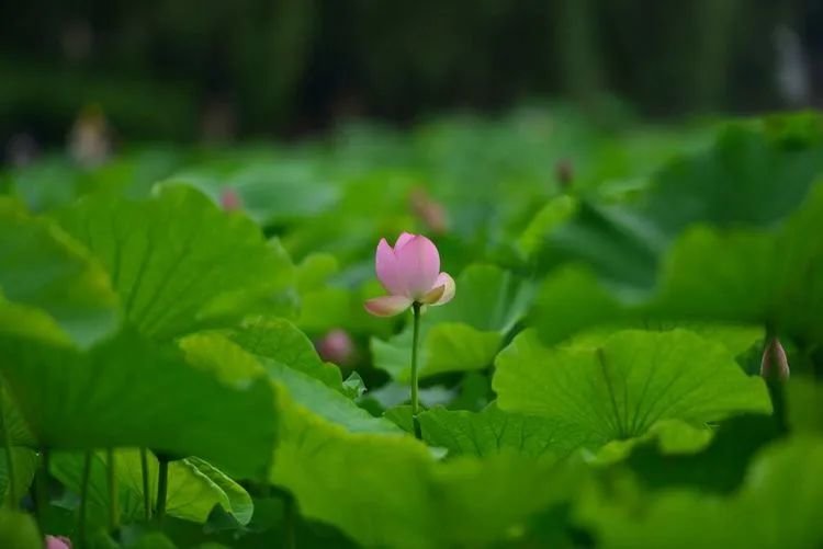 夏