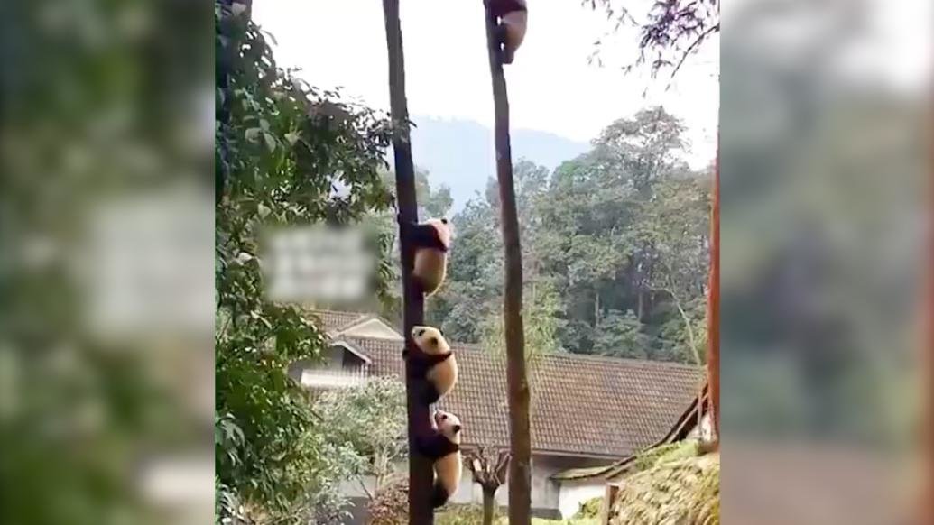 “熊猫团子”排队爬树