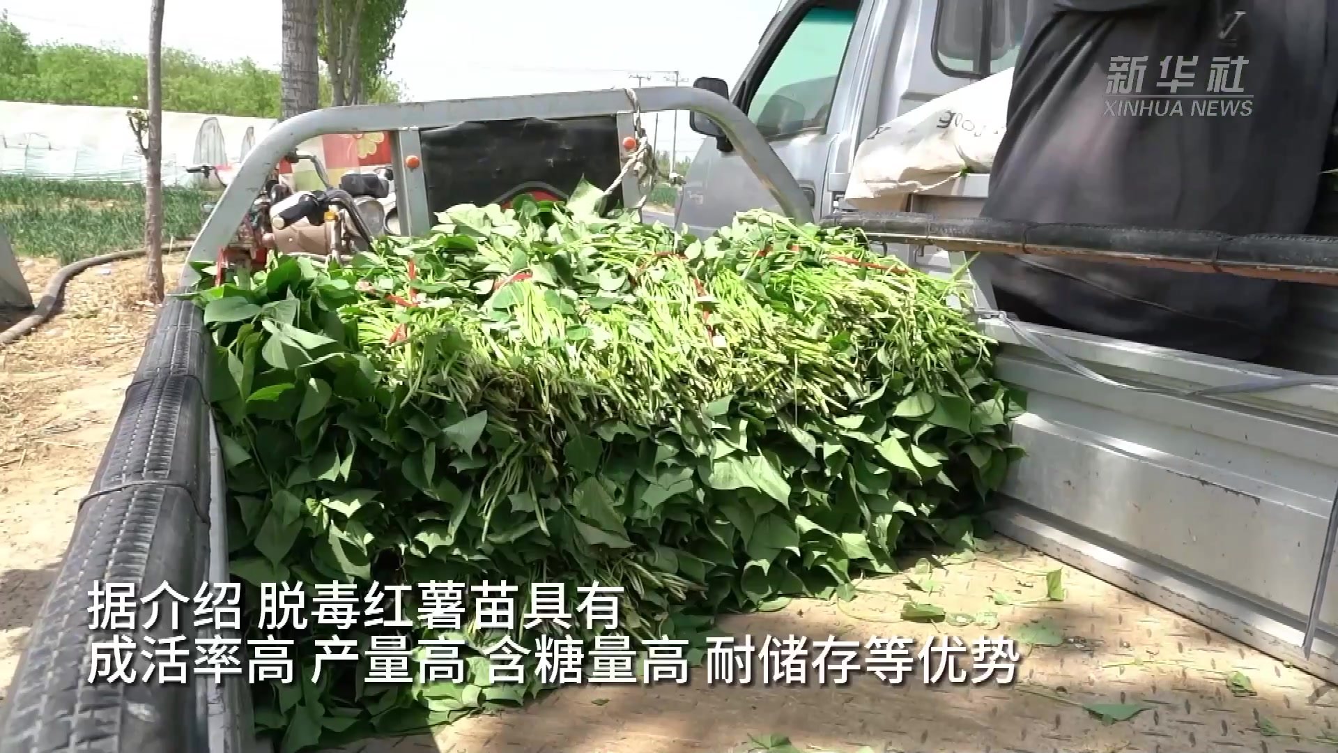 河北深州：脱毒红薯苗 种出新希望