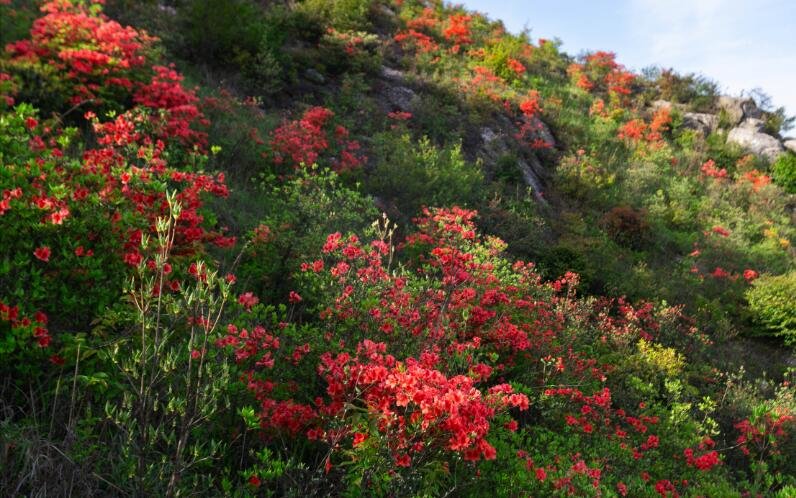 吉安永新县：映山红花开红艳艳