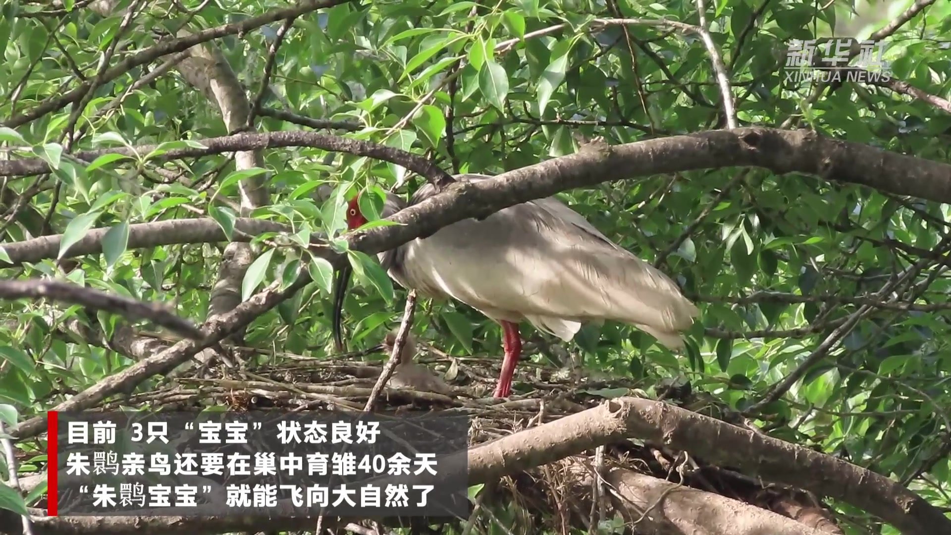 “三胞胎”！陕西千阳今年首窝“朱鹮宝宝”出壳