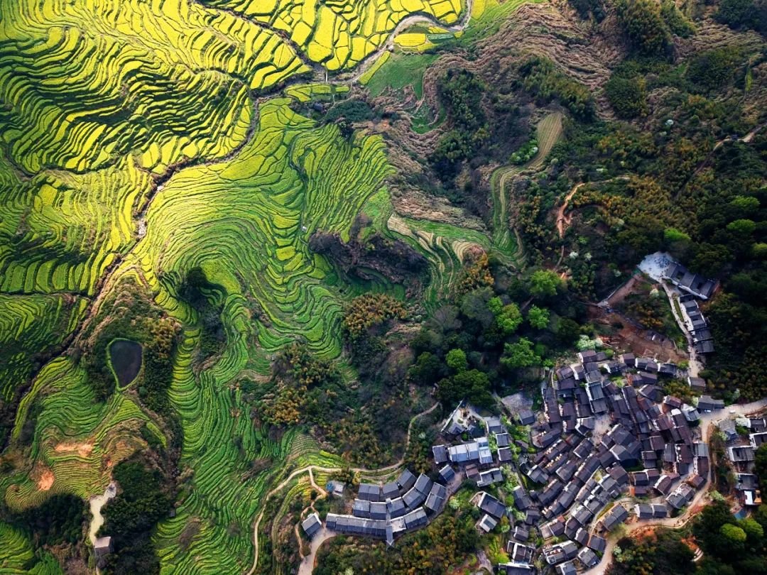 无人机航拍篁岭古村与梯田花海 江西日报全媒体记者程 鹃摄