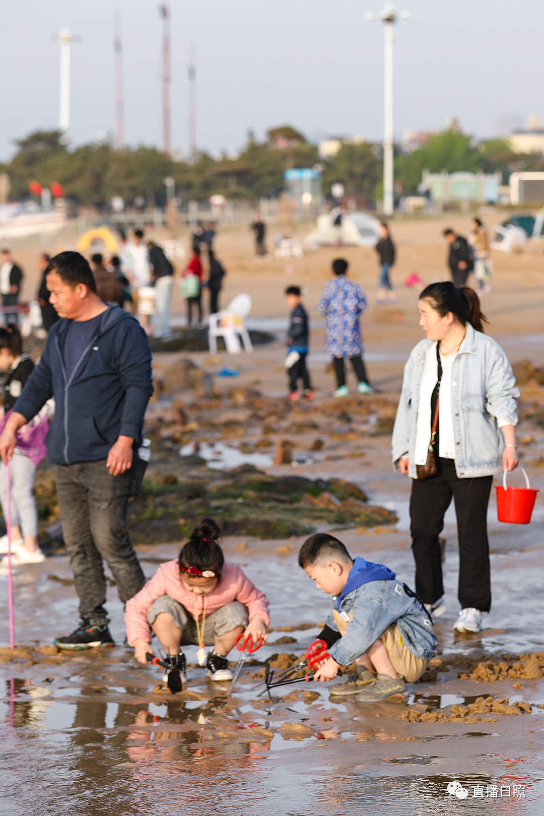 赶海大军集体出动!网友:露头必会被捉!凤凰网山东_凤凰网