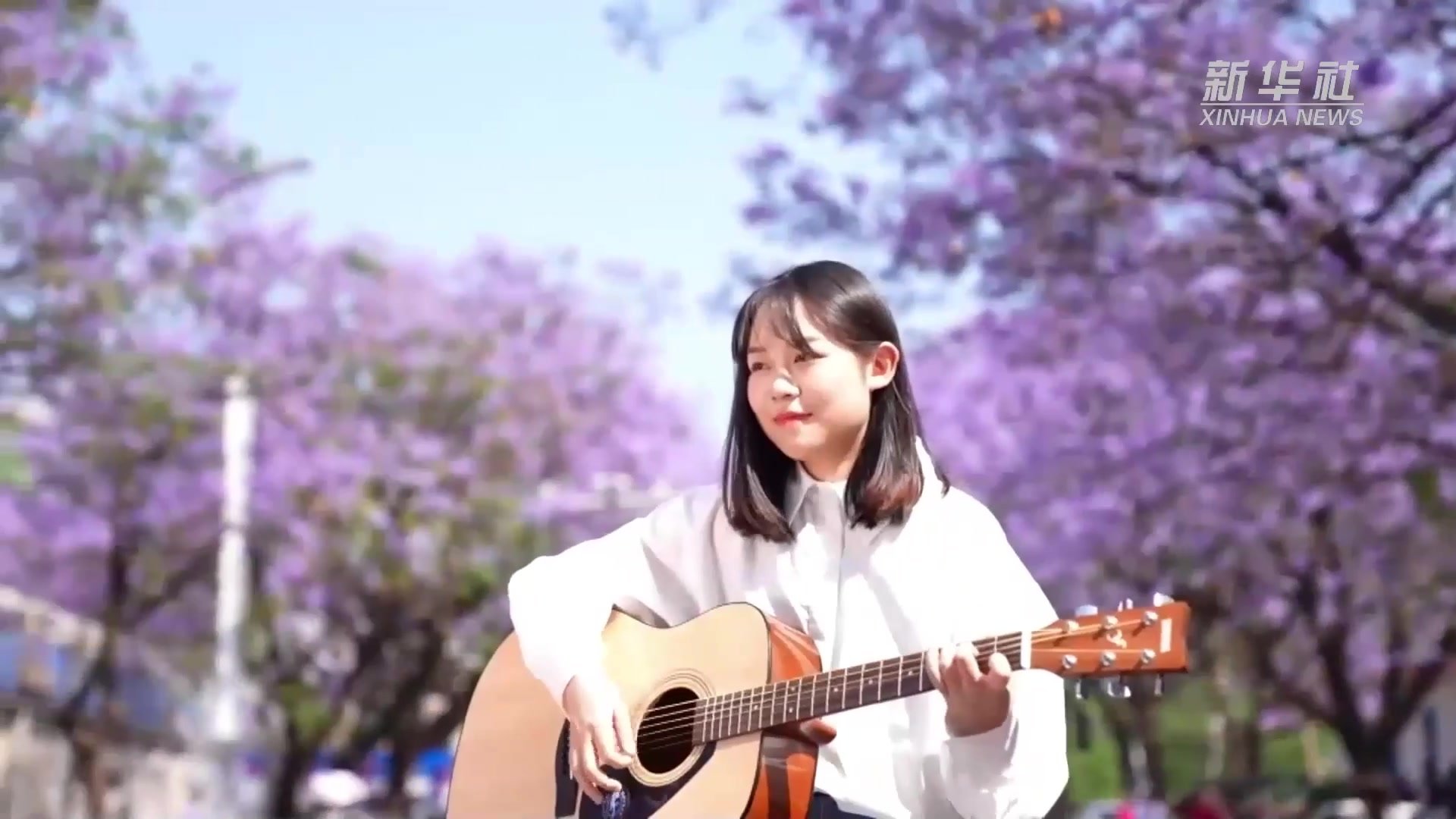 千城胜景丨四川西昌：醉美蓝花楹