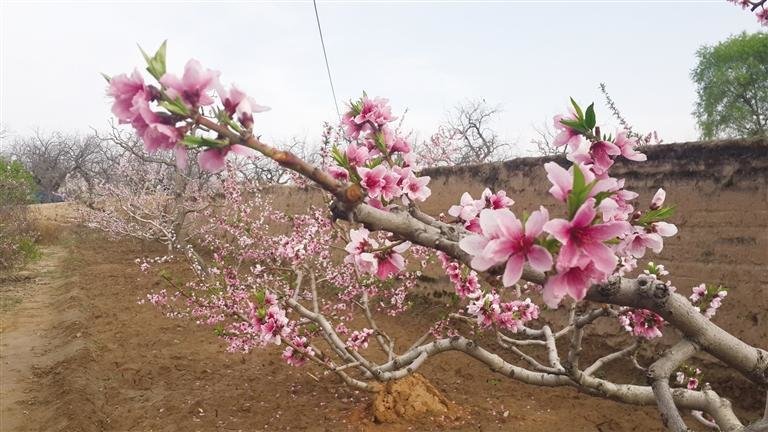 安宁盛开的桃花