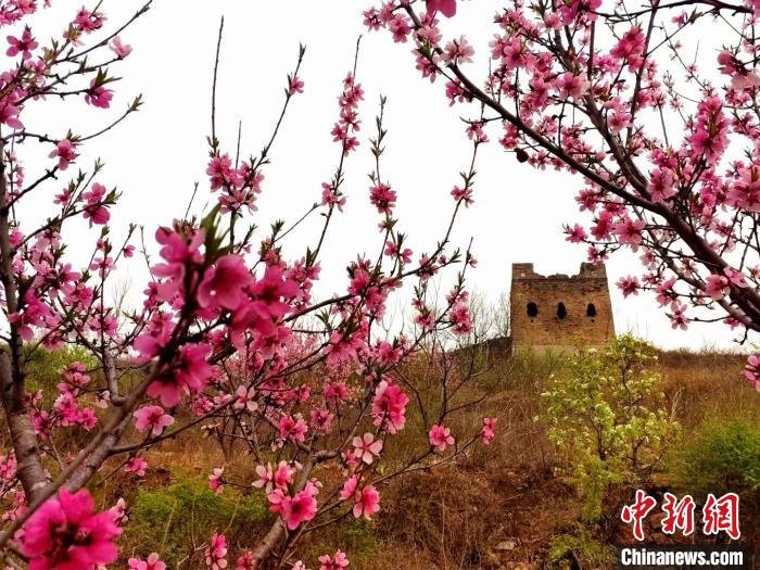 图为城子峪长城。 张鹤珊 摄