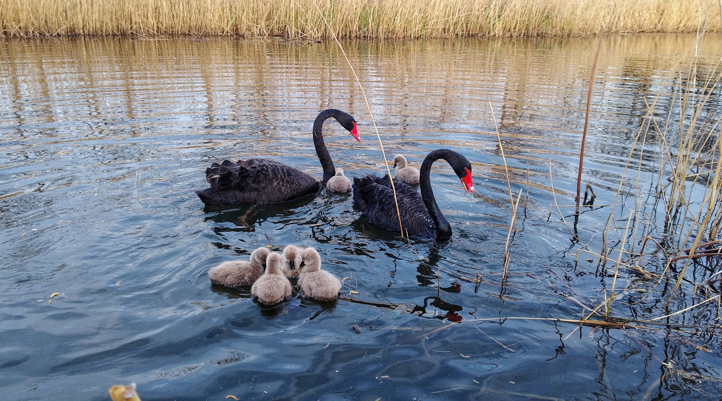 △北京圆明园黑天鹅一家 图自视觉中国