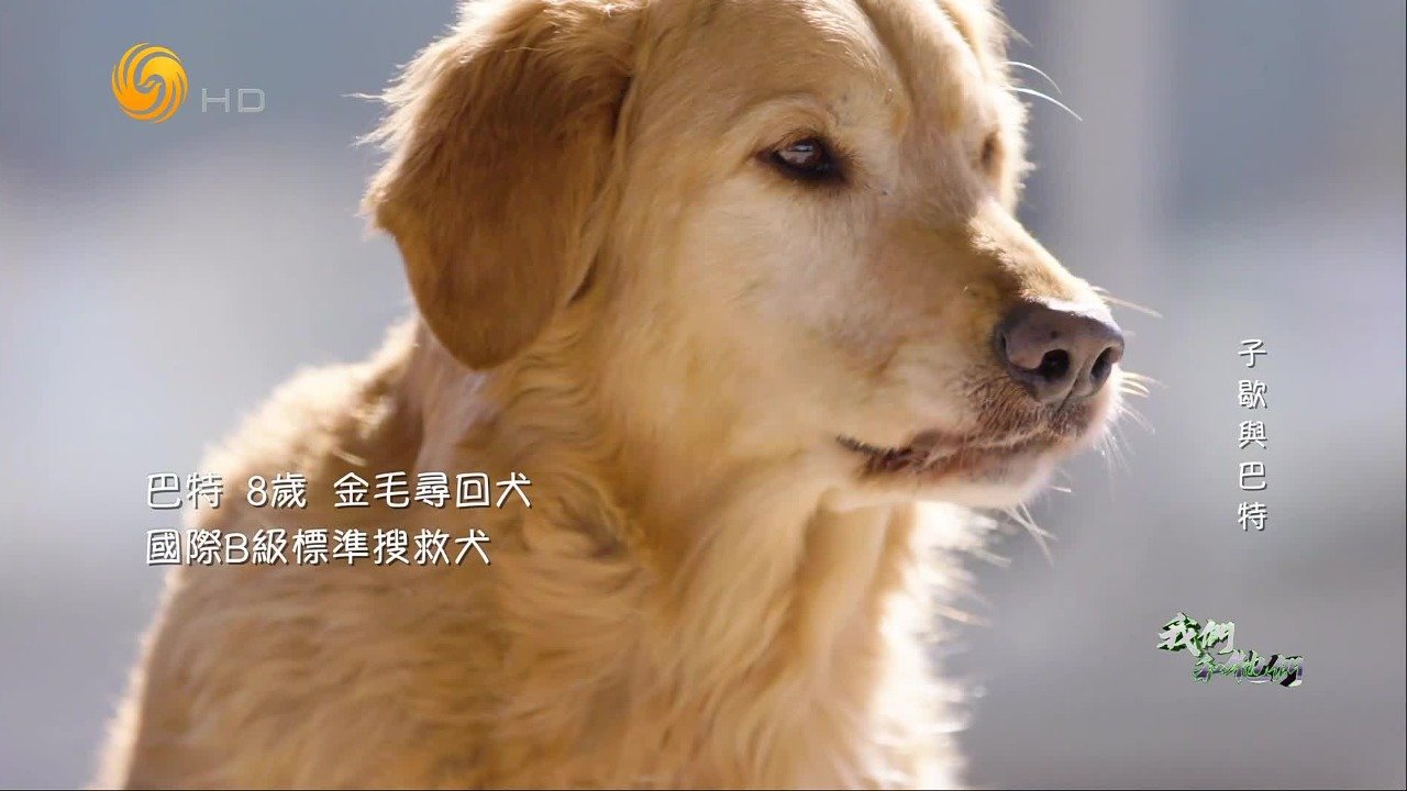 什么样的狗才能成为搜救犬？有哪些考量标准？
