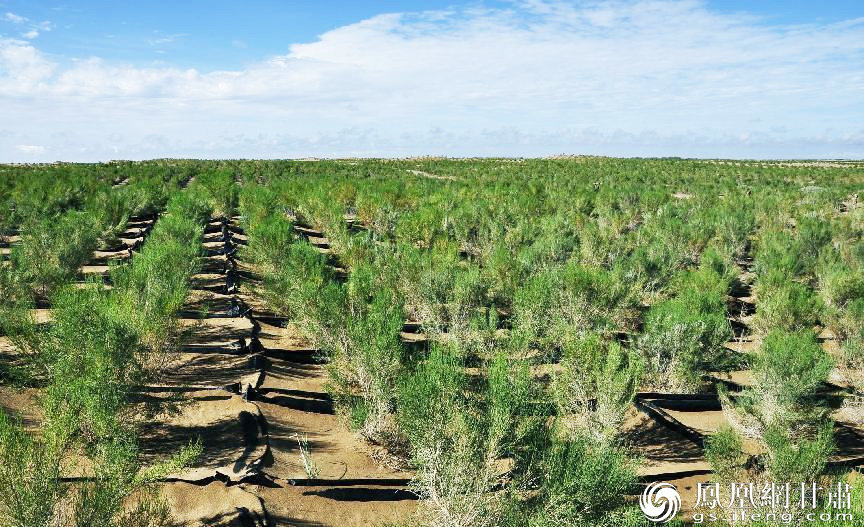 梭梭成林,绿染沙海。王希丽 摄