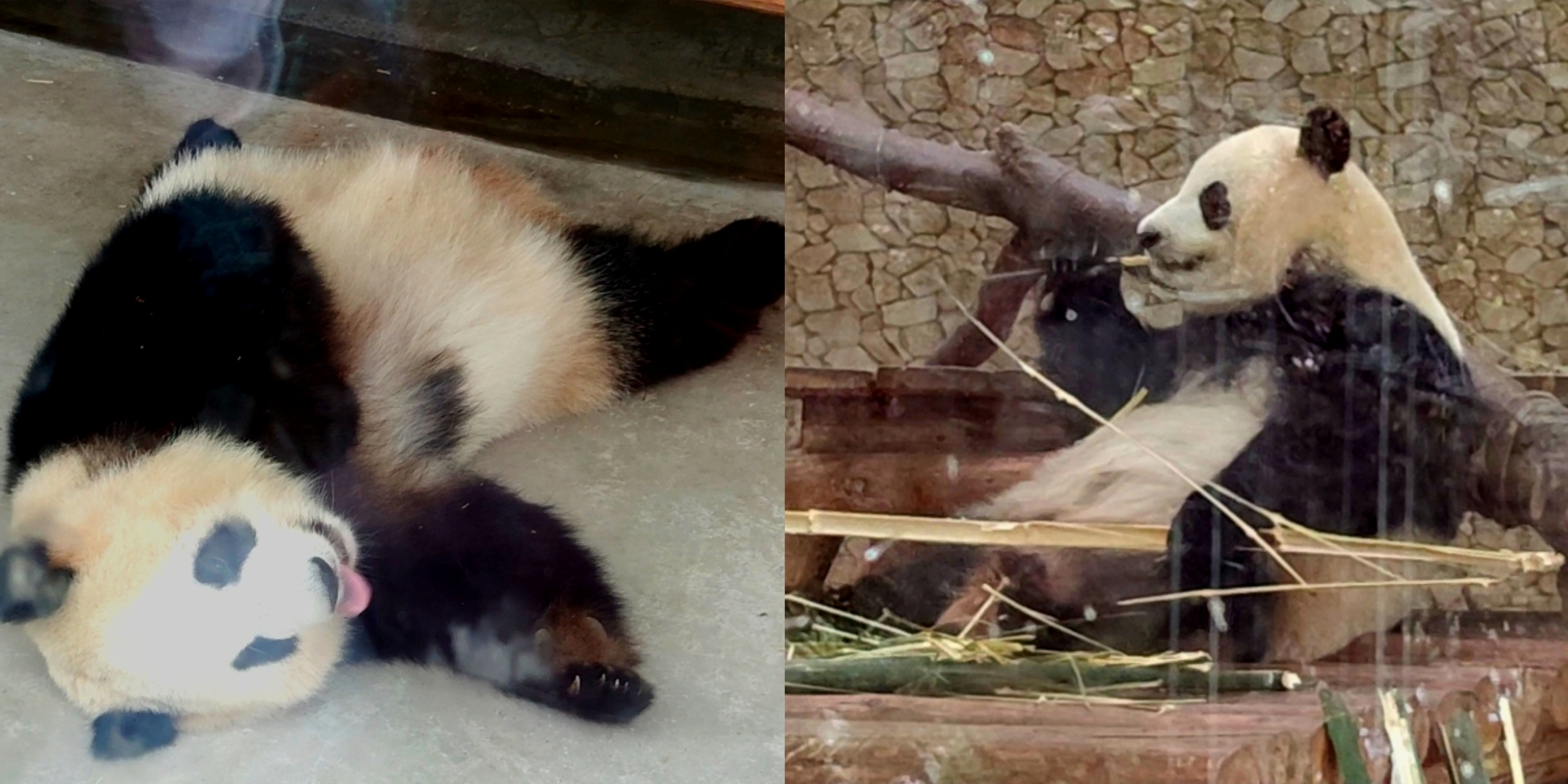 △长沙生态动物园的大熊猫“大美”和“青青” 图/自摄