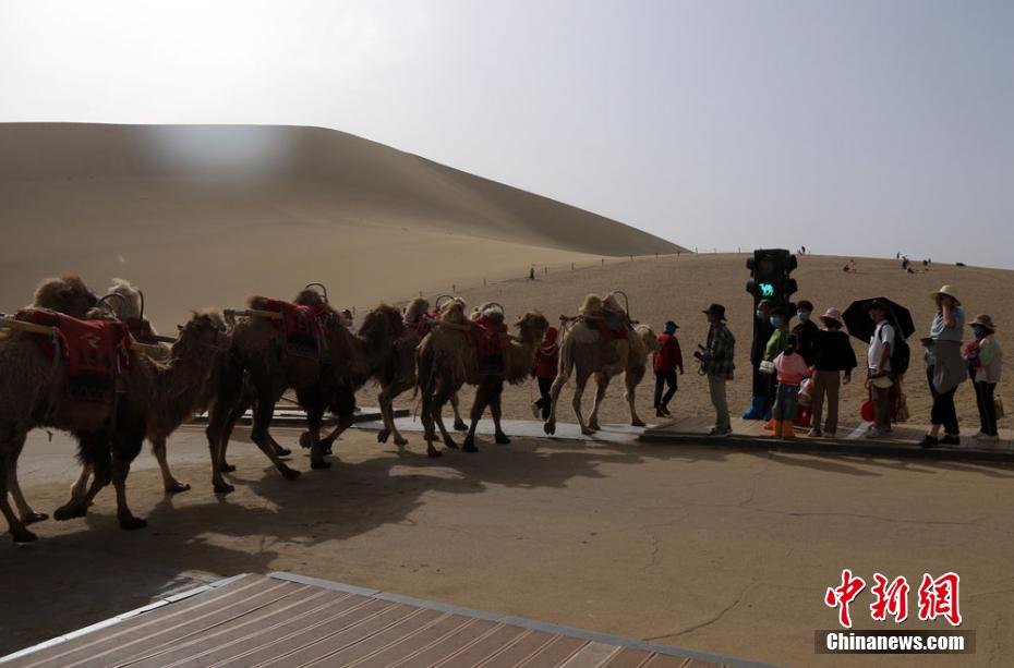 图为5月1日，敦煌市鸣沙山月牙泉景区的交通信号灯“绿骆驼灯”亮时，农户牵着骆驼有序通过。张晓亮 摄