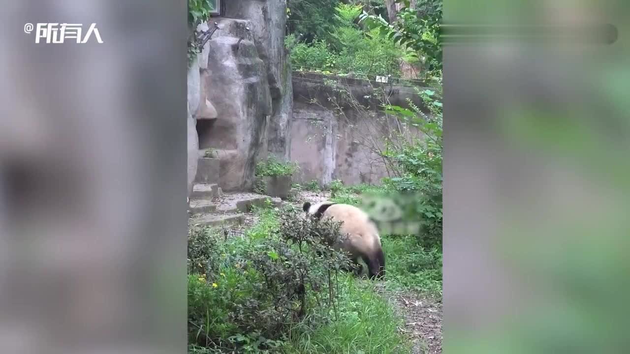 跟着谭爷爷走进熊猫饲养员的一天