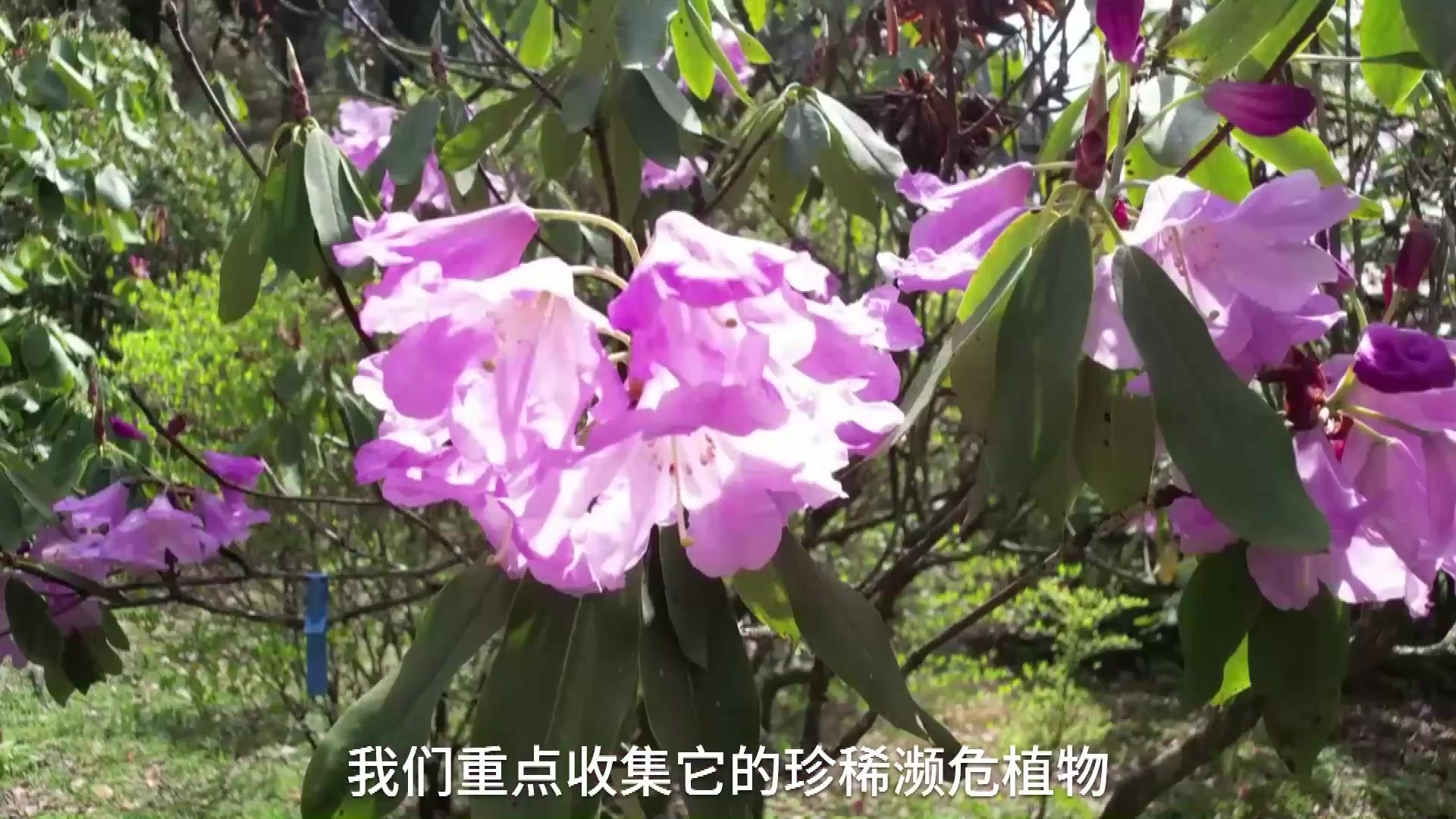 江西庐山：山花烂漫杜鹃红