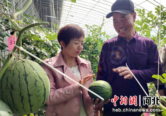 技术人员指导游客挑选西瓜。 李月英 摄