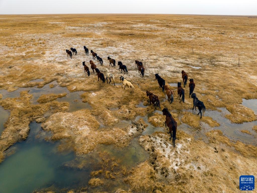 5月3日,在阿克塞县阿伊纳乡海子草原,马群转场去往夏季牧场(无人机