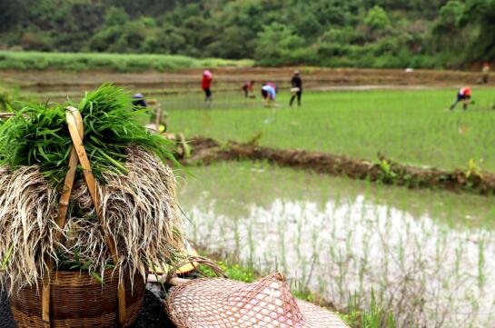 吉安安福县：山区种植再生稻 种粮效益大提高