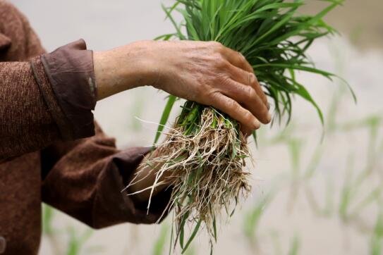 吉安安福县：山区种植再生稻 种粮效益大提高