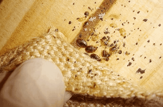 夏天家中这几种虫子常出没如何一招制敌