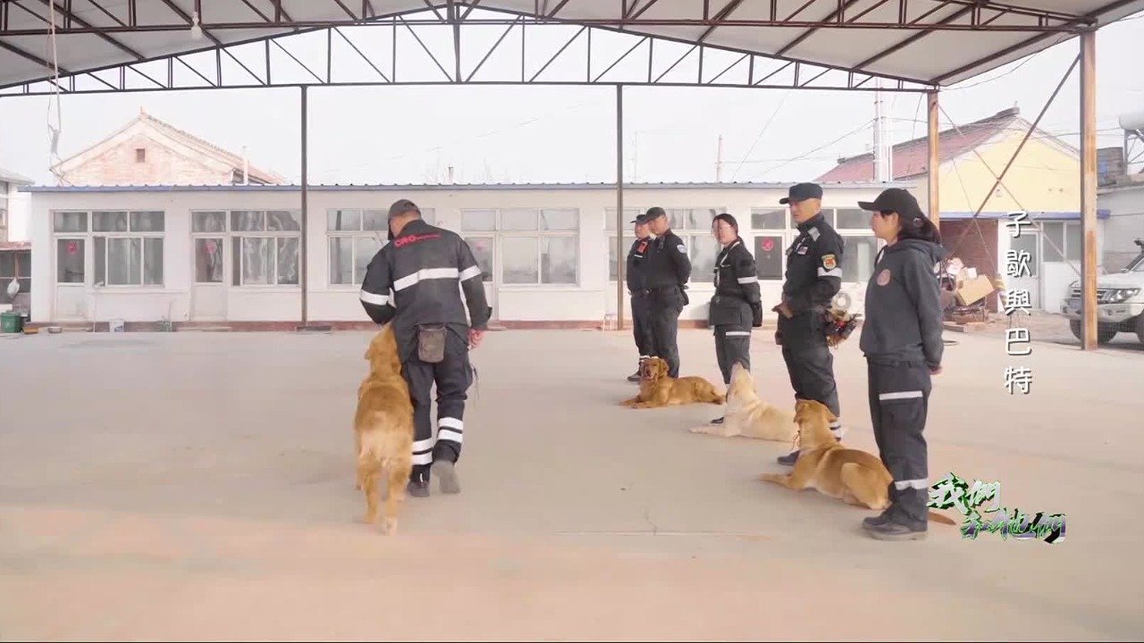 “巴特”因心脏问题退出训练，训犬师的一番话让我们明白了搜救犬的使命