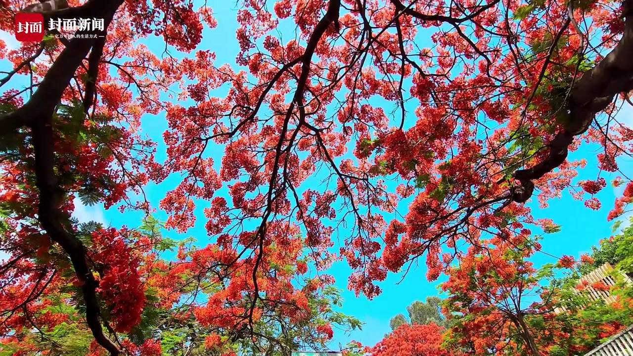 立夏时节 四川攀枝花的凤凰花怒放，红色花海扮靓城市