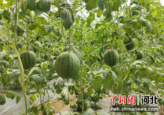 进入采摘期的吊秧西瓜。 李月英 摄