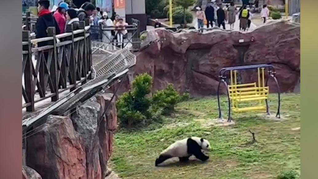 游客给大熊猫投喂可乐，动物园：咬破瓶吓到了，没喝