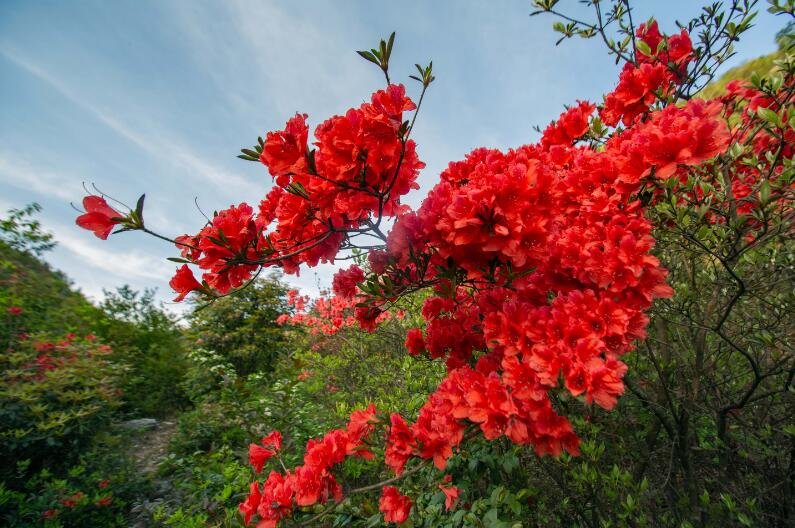 吉安永新县：映山红花开红艳艳