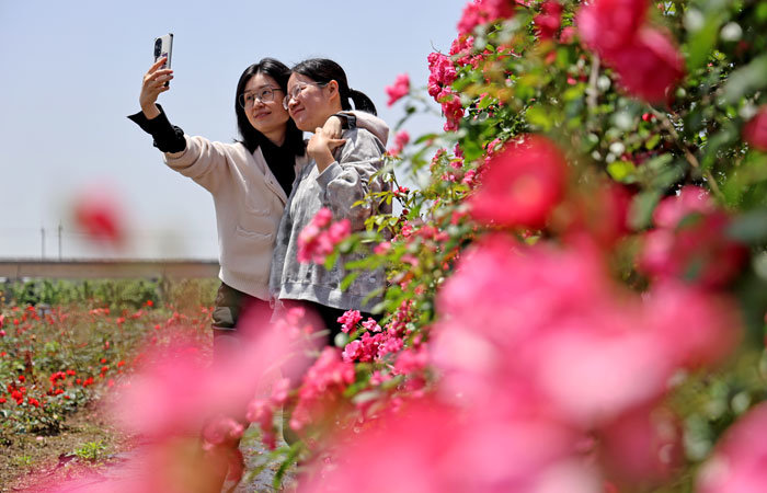 江西东乡：玫瑰花开 生态美景引客来