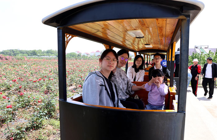江西东乡：玫瑰花开 生态美景引客来