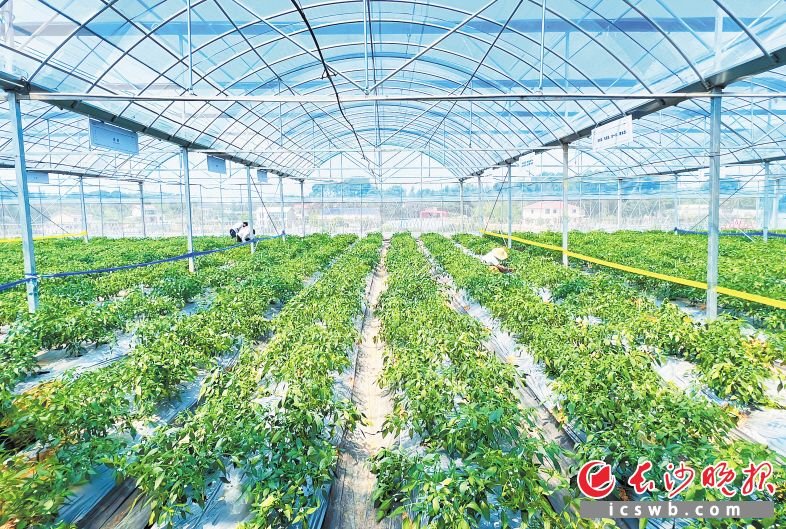 5月8日，樟树港辣椒头茬上市，种植基地里生机盎然。均为长沙晚报全媒体记者 刘攀 摄