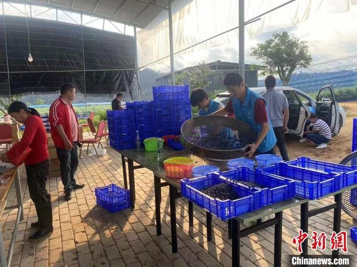 喜上“莓”梢江西赣州千亩蓝莓喜获丰收