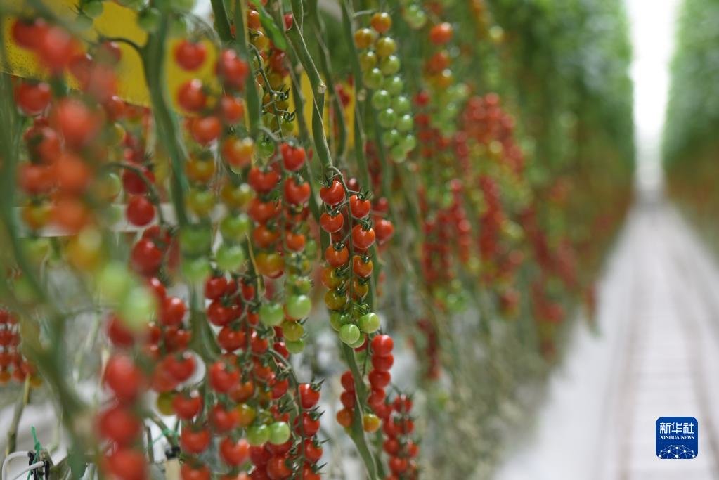 这是5月7日在古浪越海种植大棚内拍摄的即将成熟的串收番茄 新华社记者 马希平 摄