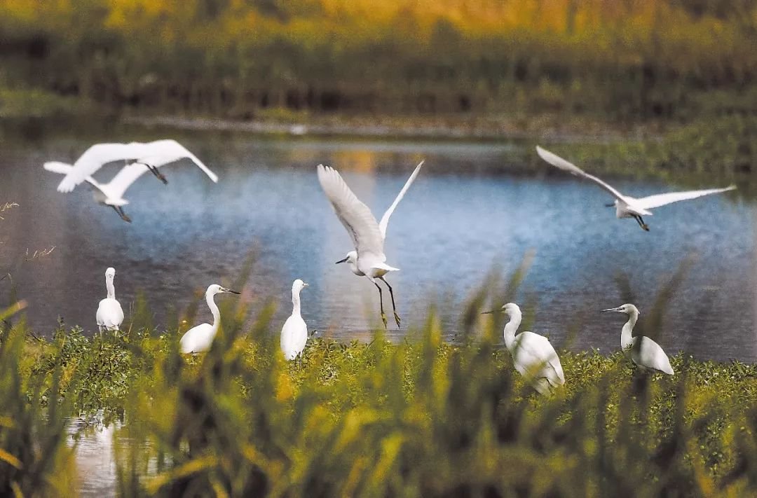 美丽陇南为山中珍禽、水上精灵提供了良好栖息环境