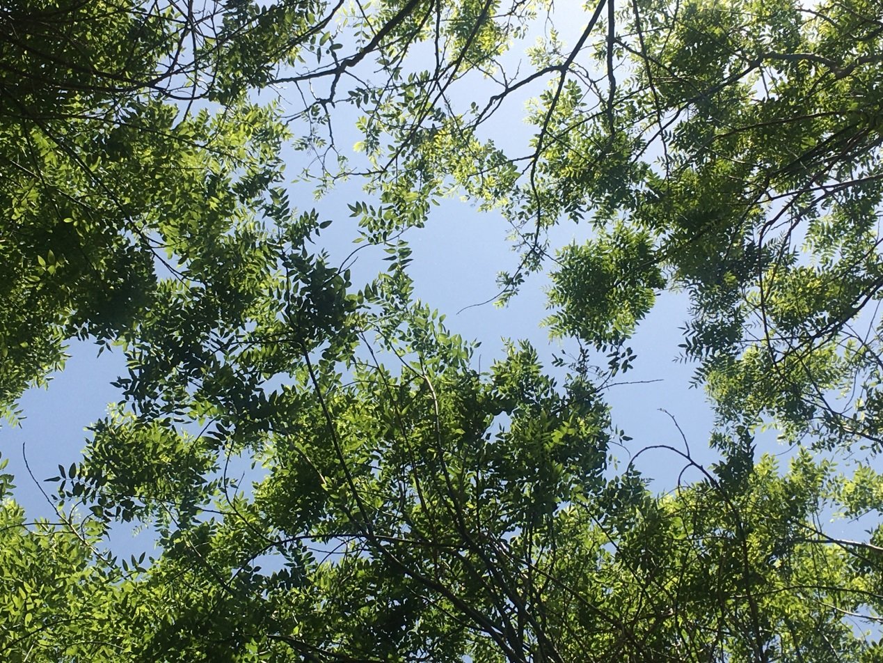 (图注:小树林也能看到蓝天)