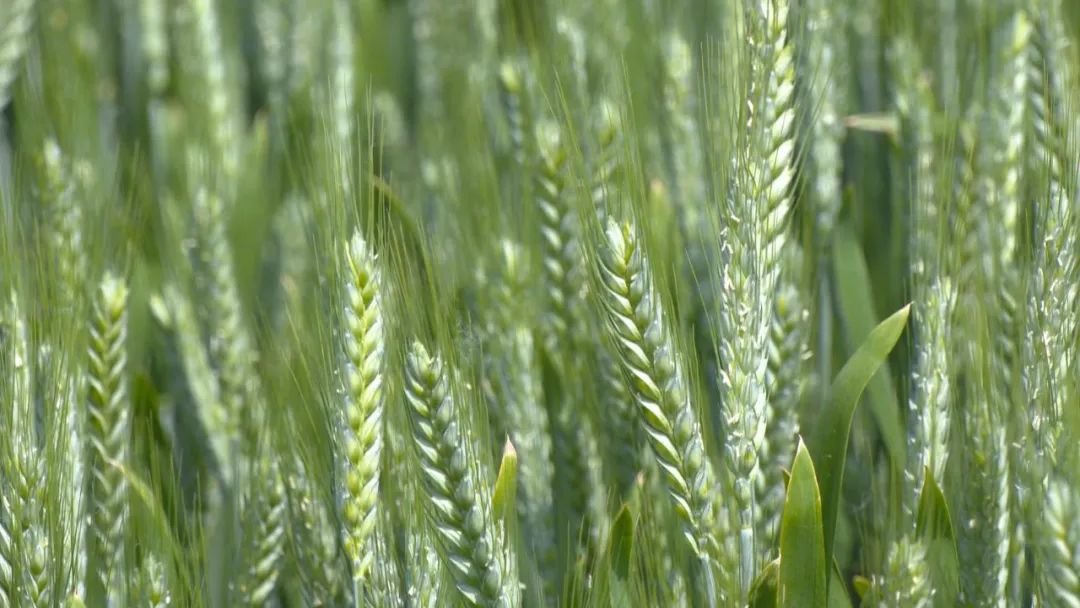 安徽:实施“两强一增” 确保粮食稳产丰收